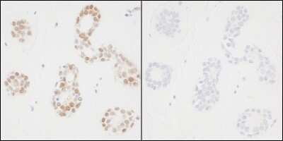 Immunohistochemistry-Paraffin: PCNA [p Tyr211] Antibody [NB100-59861]